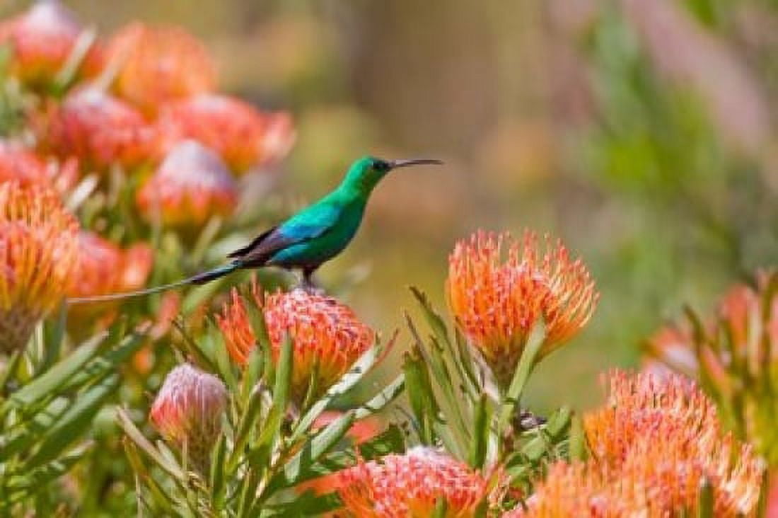 Malachite Sunbird Cape Province South Africa Canvas Art - Ralph H Bendjebar DanitaDelimont (34 x 23)