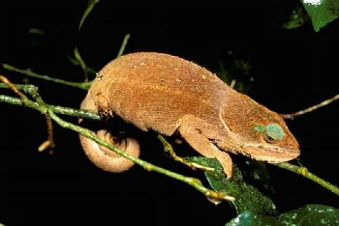 Malagasy Chameleon on Branch Montagne DAmbre National Park Madagascar Canvas Art - Pete Oxford DanitaDelimont (35 x 24)