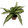 thumbnail image 1 of Malaika Dragon Tree - Dracaena - 4" Pot, 1 of 2