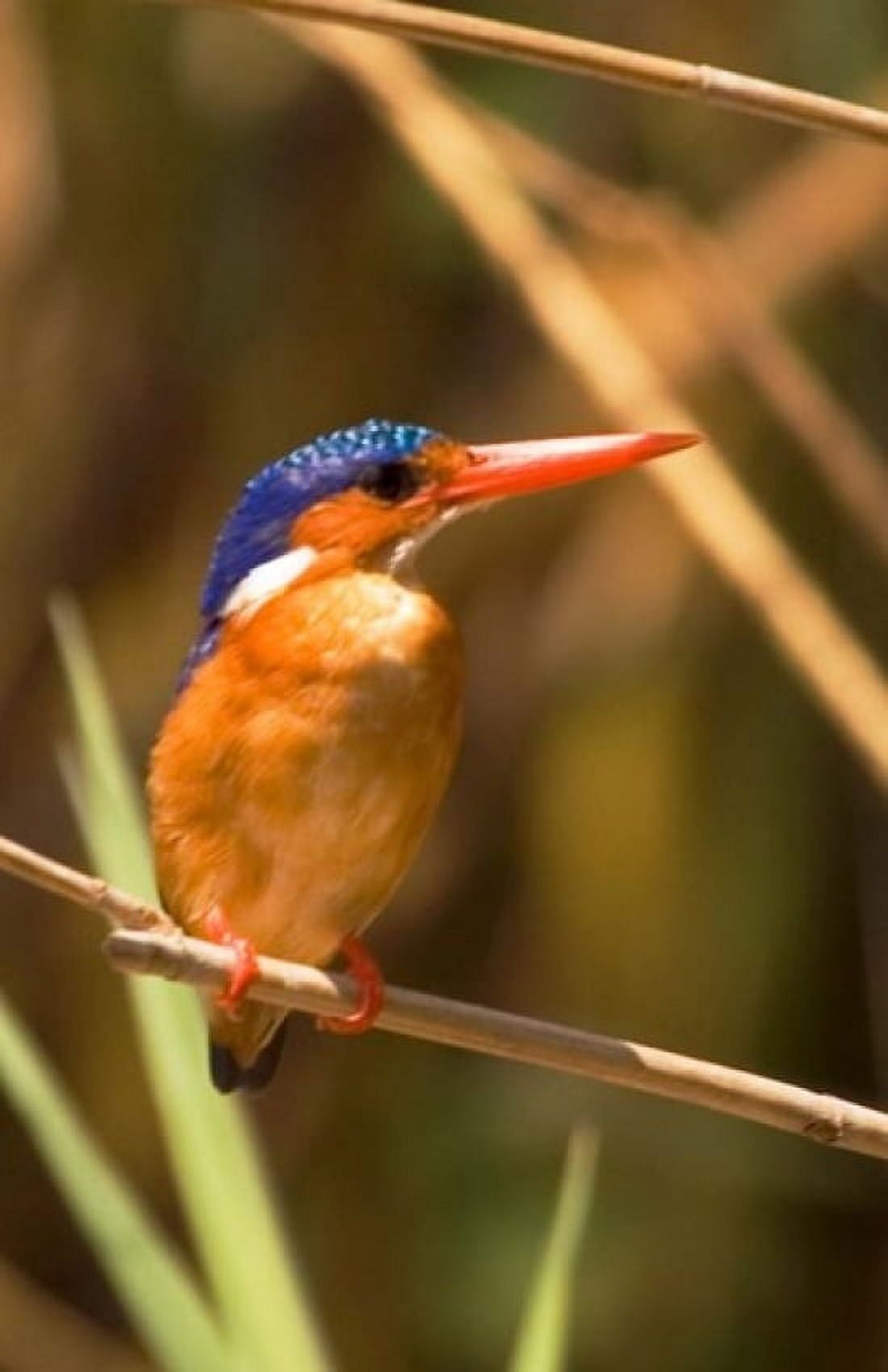 Malawi Liwonde NP Malachite kingfisher bird on branch Canvas Art - Roy Schwarz DanitaDelimont (11 x 17)