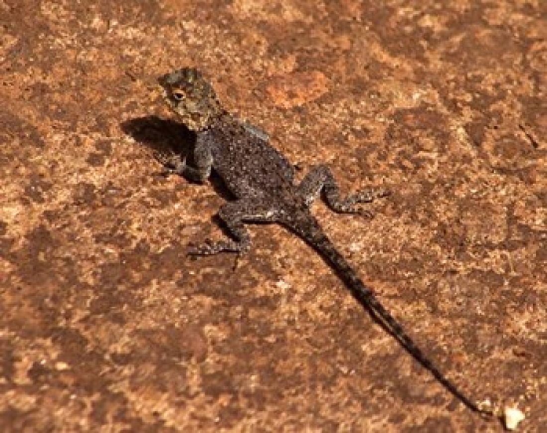 Malawi Zomba Brown lizard Zomba Mountain Lodge Canvas Art - Roy Schwarz DanitaDelimont (34 x 27)