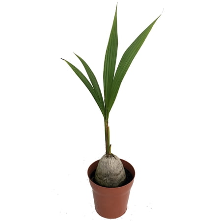 Malayan Dwarf Coconut Palm - Cocos nucifera - 6" Pot