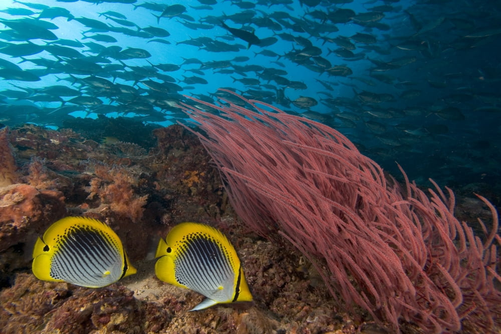 Malaysia Alcyonarian Coral and pair of Spot-Tailed Butterflyfish (Chaetodon Ocellicaudus) Sipidan Island Reef scene with schooling Jacks Canvas Art - Dave Fleetham Design Pics (34 x 22)