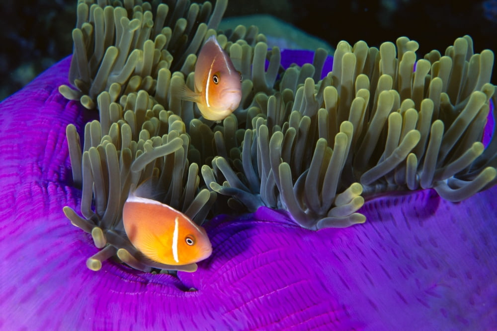 Malaysia Anemonefish And Anemone (Amphiprion Perideraion) Pair Canvas Art - Ed Robinson Design Pics (38 x 24)