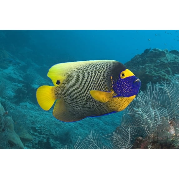 Malaysia Blue-Face Angelfish Near Ocean Floor Poster Print