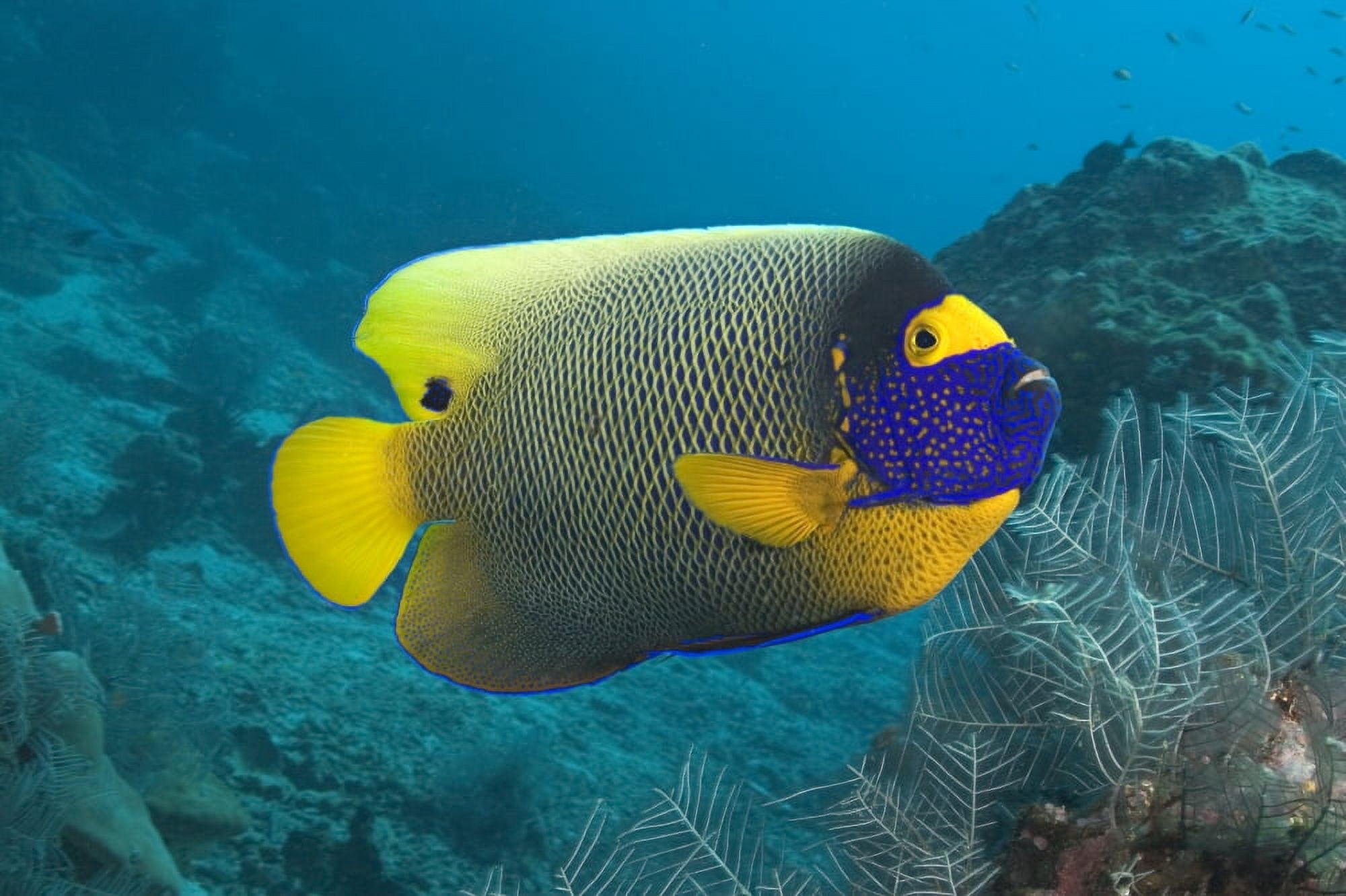 Malaysia Blue-Face Angelfish (Pomacanthus Xanthometopon) Near Ocean Floor Canvas Art - Dave Fleetham Design Pics (18 x 12)