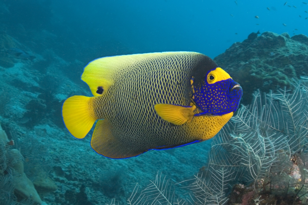 Malaysia Blue-Face Angelfish (Pomacanthus Xanthometopon) Near Ocean Floor Canvas Art - Dave Fleetham Design Pics (36 x 24)