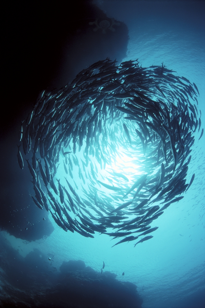 Malaysia Borneo Sipadan Island Big-Eye Trevally Swim In Circle Sunburst (Caranx Sexfasciatus) A83A Canvas Art - Ed Robinson Design Pics (12 x 19)