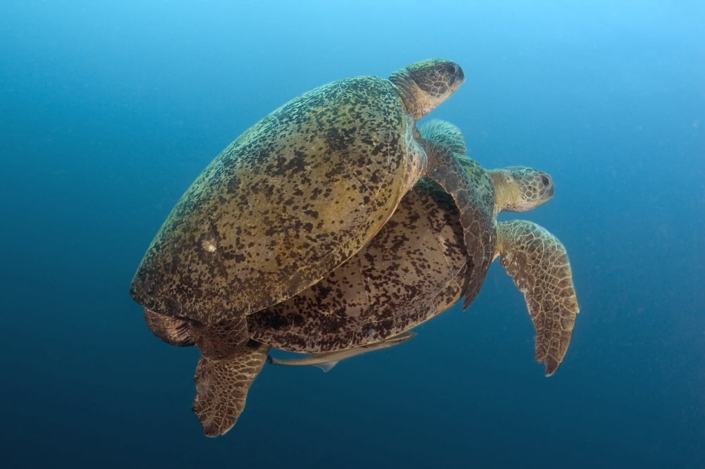 Malaysia Borneo Sipadan Island Coupling Green Sea Turtles Chelonia Mydas Canvas Art - Dave Fleetham Design Pics (36 x 24)