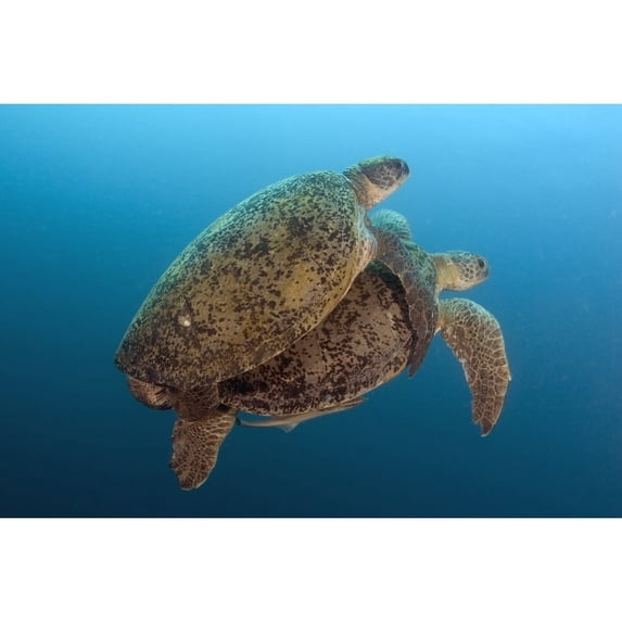 Malaysia Borneo Sipadan Island Coupling Green Sea Turtles Chelonia Mydas Poster Print