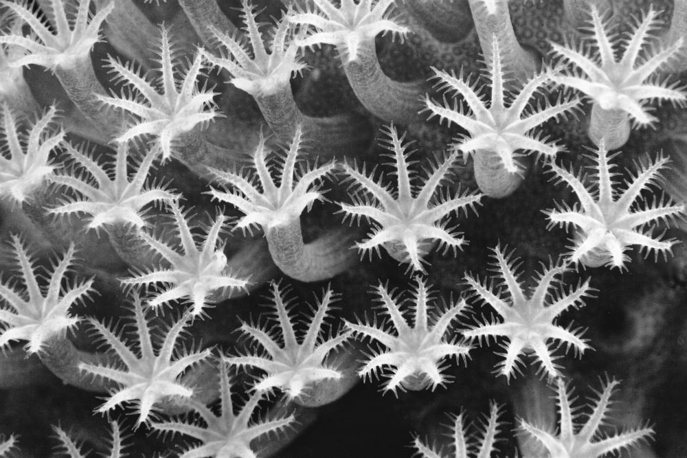Malaysia Close-Up Of Leather Coral Polyps (Sarcophyton Sp) (Black And White Photograph) Canvas Art - Dave Fleetham Design Pics (17 x 11)