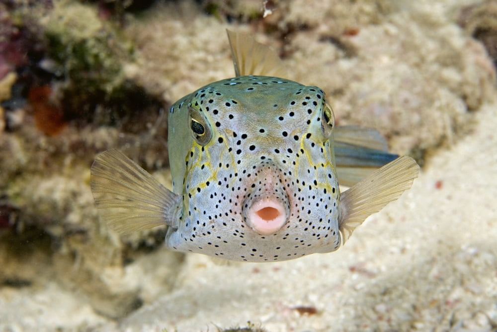 Malaysia Front view of Yellow Boxfish (Ostracion Cubicus) Sipidan Island Canvas Art - Dave Fleetham Design Pics (17 x 11)