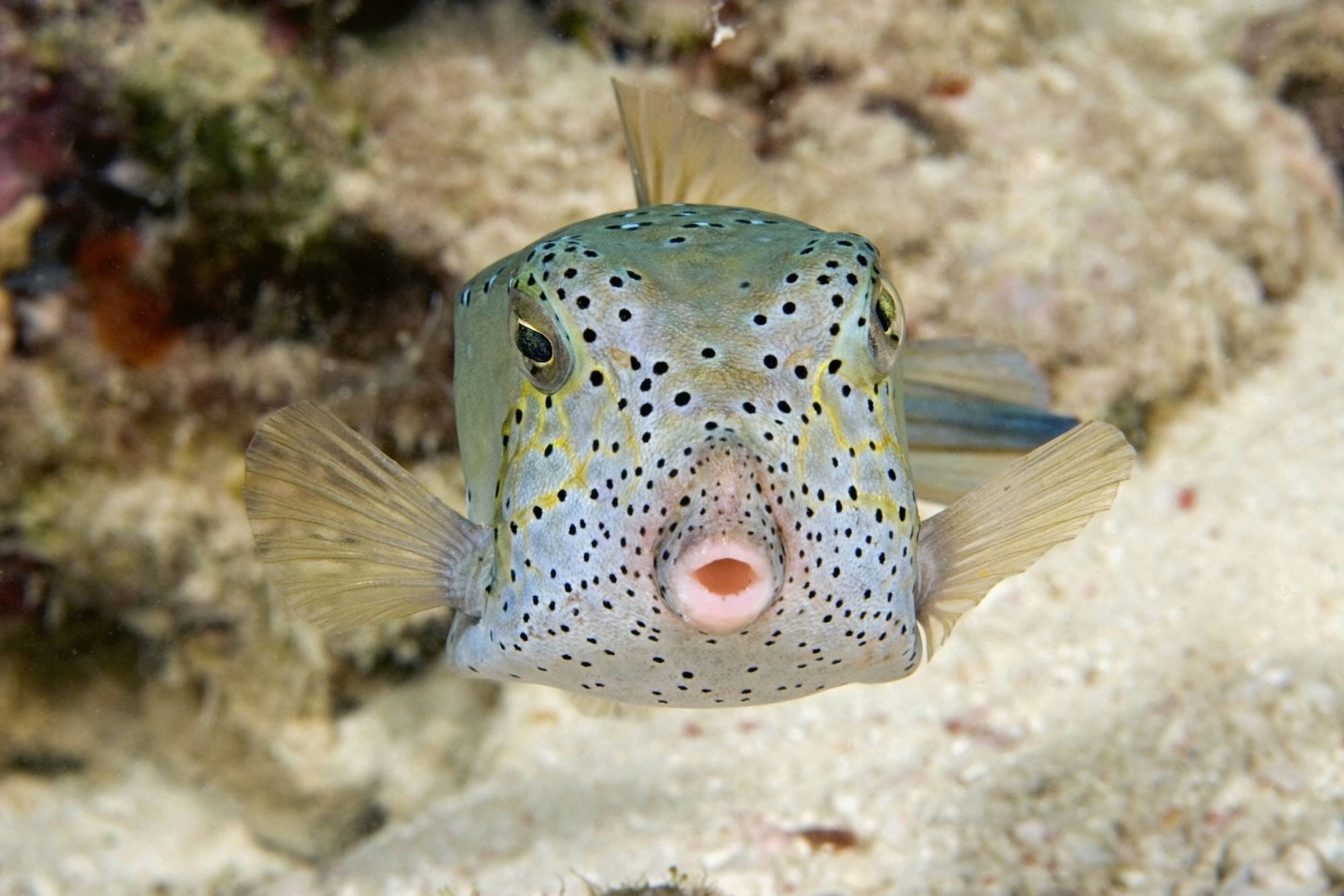 Malaysia Front view of Yellow Boxfish (Ostracion Cubicus) Sipidan Island Canvas Art - Dave Fleetham Design Pics (34 x 22)