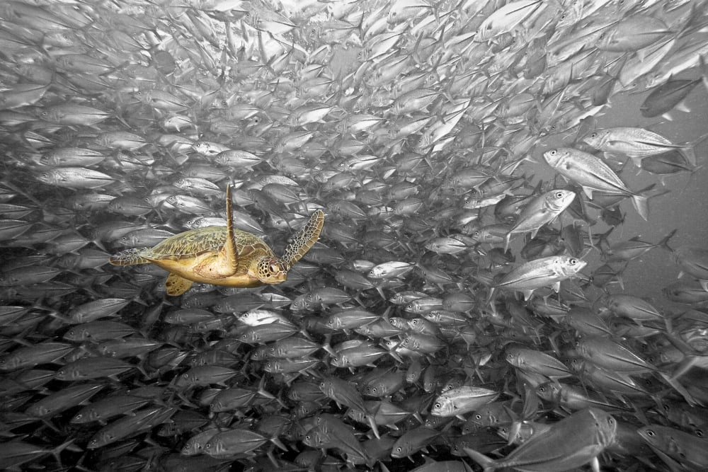 Malaysia Green Sea Turtle (Chelonia Mydas) and Schooling Jacks Sipidan Canvas Art - Dave Fleetham Design Pics (34 x 22)