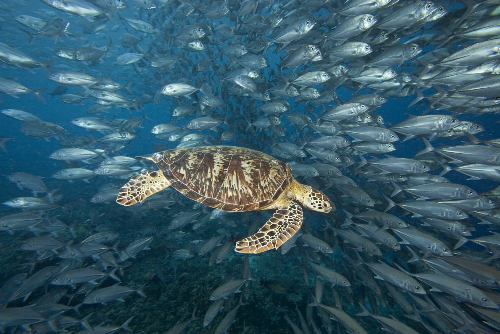 Malaysia Green Sea Turtle (Chelonia Mydas) with school of fish Sipidan Canvas Art - Dave Fleetham Design Pics (34 x 22)