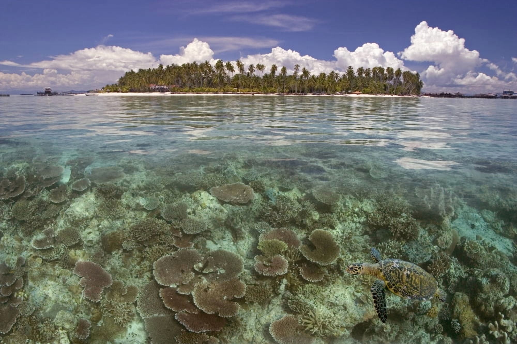 Malaysia Mabul Island A Hawksbill Turtle Swims In IslandReef Scene Canvas Art - Dave Fleetham Design Pics (18 x 12)