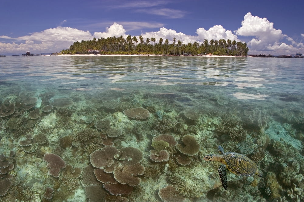 Malaysia Mabul Island A Hawksbill Turtle Swims In IslandReef Scene Canvas Art - Dave Fleetham Design Pics (36 x 24)