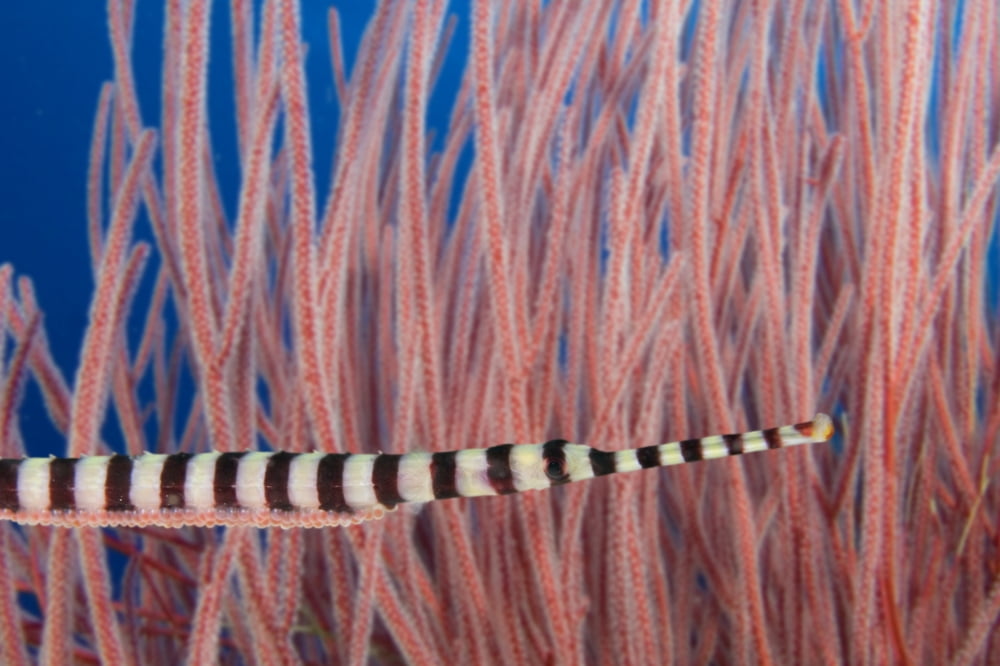 Malaysia Mabul Island Male Banded Pipefish (Doryrhamphus Dactylioporus) Brooding Eggs On Its Underside Canvas Art - Dave Fleetham Design Pics (17 x 11)