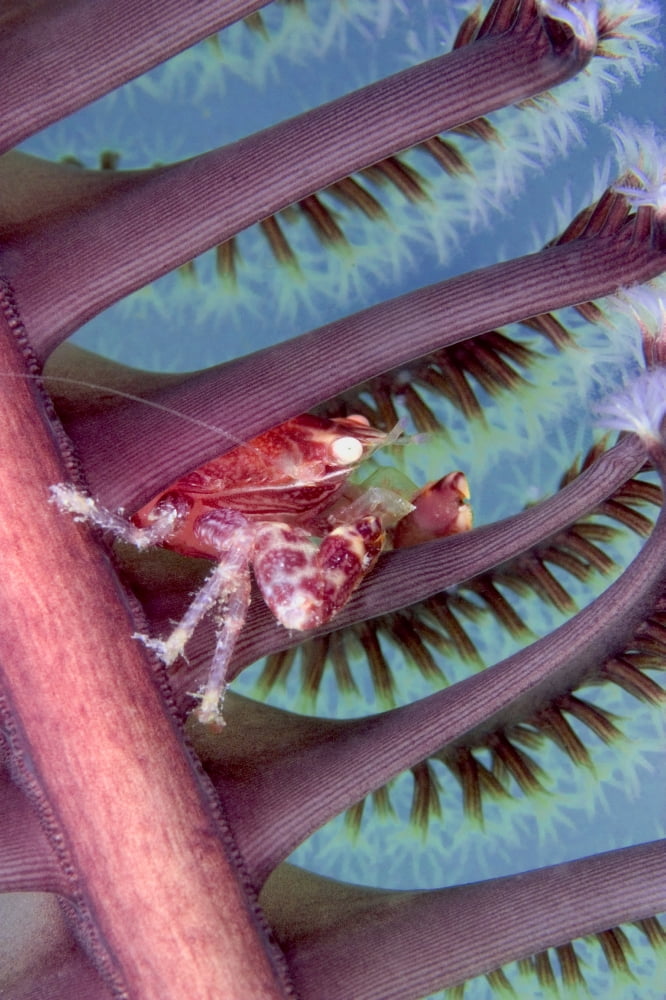 Malaysia Mabul Island Porcelain Crab Pictured On The Seapen Canvas Art - Dave Fleetham Design Pics (24 x 36)