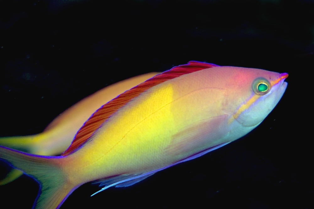 Malaysia Mabul Island This Male Peach Anthias Pseudanthias Dispar Canvas Art - Dave Fleetham Design Pics (18 x 12)