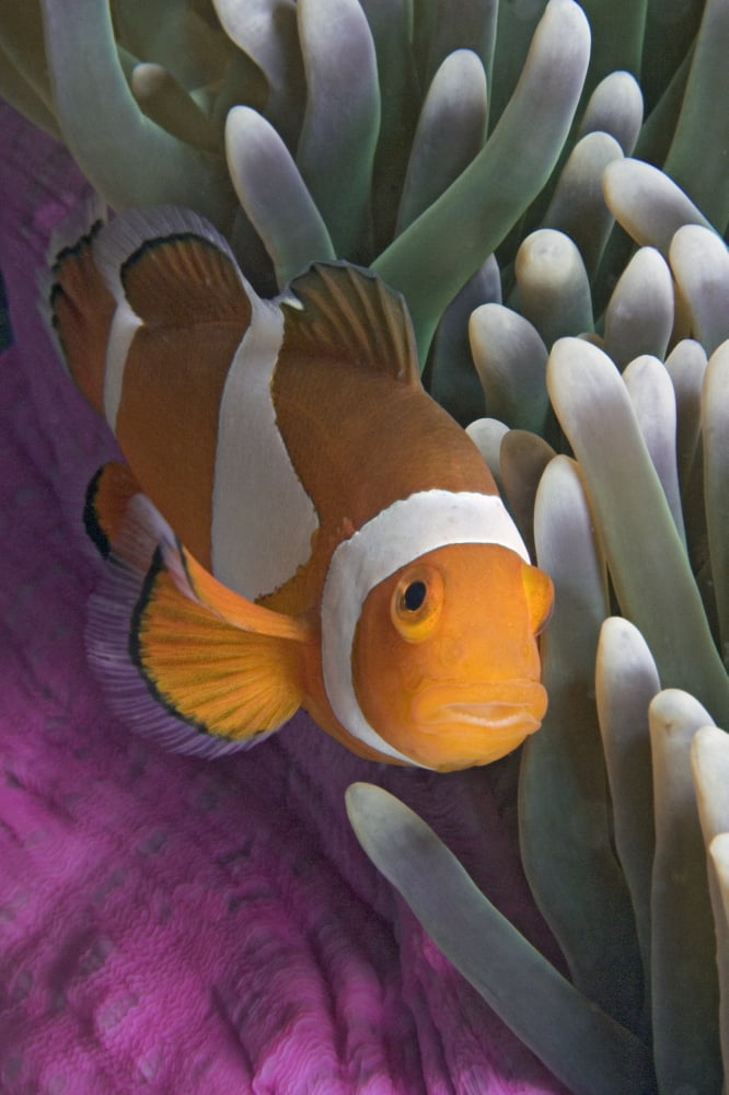 Malaysia Mabul Island Western Clown Anemone Fish (Amphiprion Ocellaris) Canvas Art - Dave Fleetham Design Pics (22 x 34)