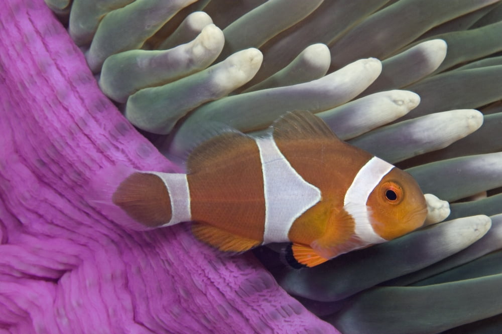 Malaysia Mabul Island Western Clown Anemone Fish (Amphiprion Ocellaris) Canvas Art - Dave Fleetham Design Pics (34 x 22)