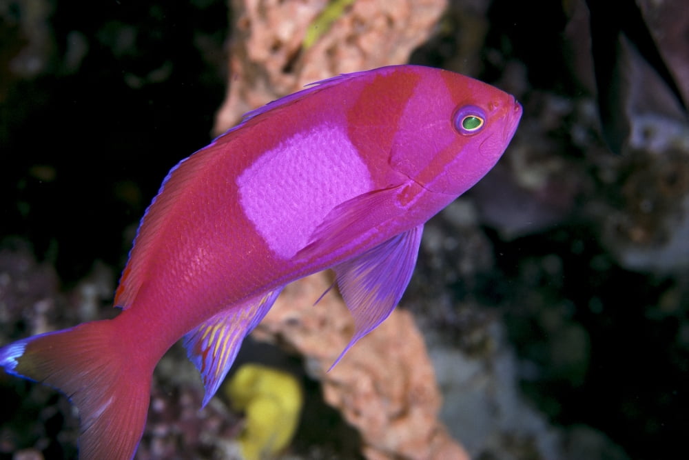 Malaysia Male Square Spot Fairy Basslet (Pseudanthias Squamippinus) B1949 Canvas Art - Ed Robinson Design Pics (19 x 12)