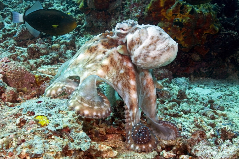 Malaysia Octopus Cyanea Diguising Itself As A Part Of The Coral Reef Canvas Art - Dave Fleetham Design Pics (18 x 12)