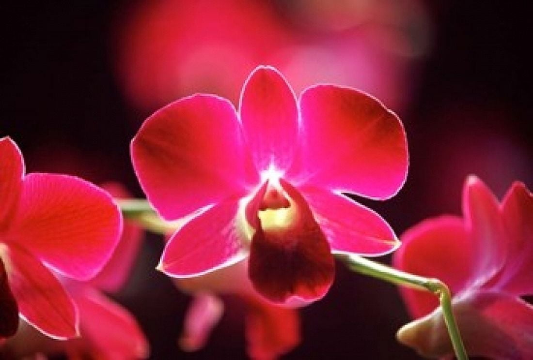 Malaysia Orchid Canvas Art - Michele Molinari DanitaDelimont (36 x 24)