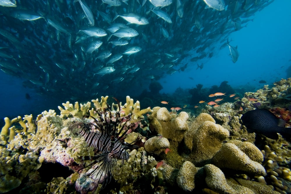 Malaysia Reef Scene With Lionfish (Pterois Volitans) And Schooling Jack Fish (Caranx Sexfasciatus) Sipidan Island Canvas Art - Dave Fleetham Design Pics (34 x 22)