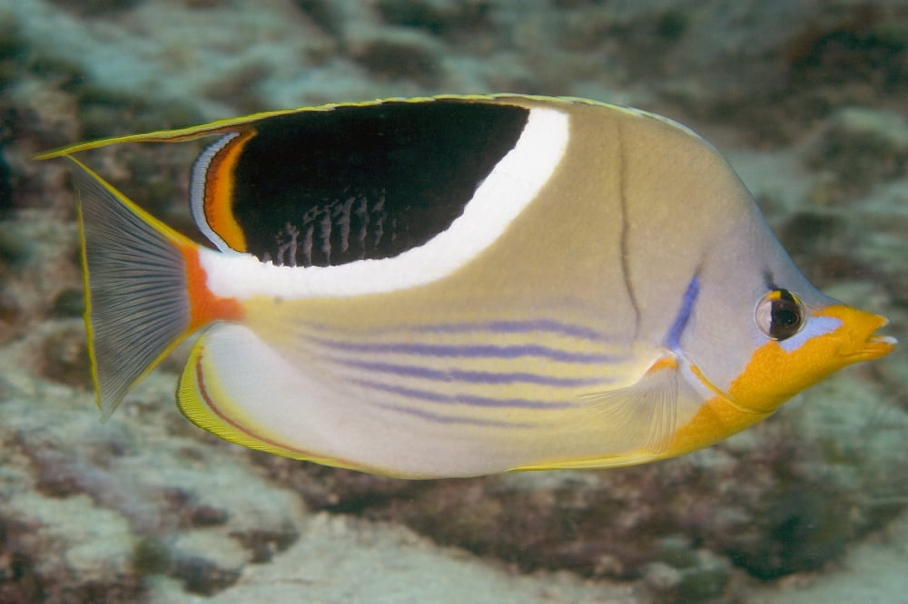 Malaysia Saddleback Butterflyfish Chaetodon Ephippium Canvas Art - Dave Fleetham Design Pics (18 x 12)