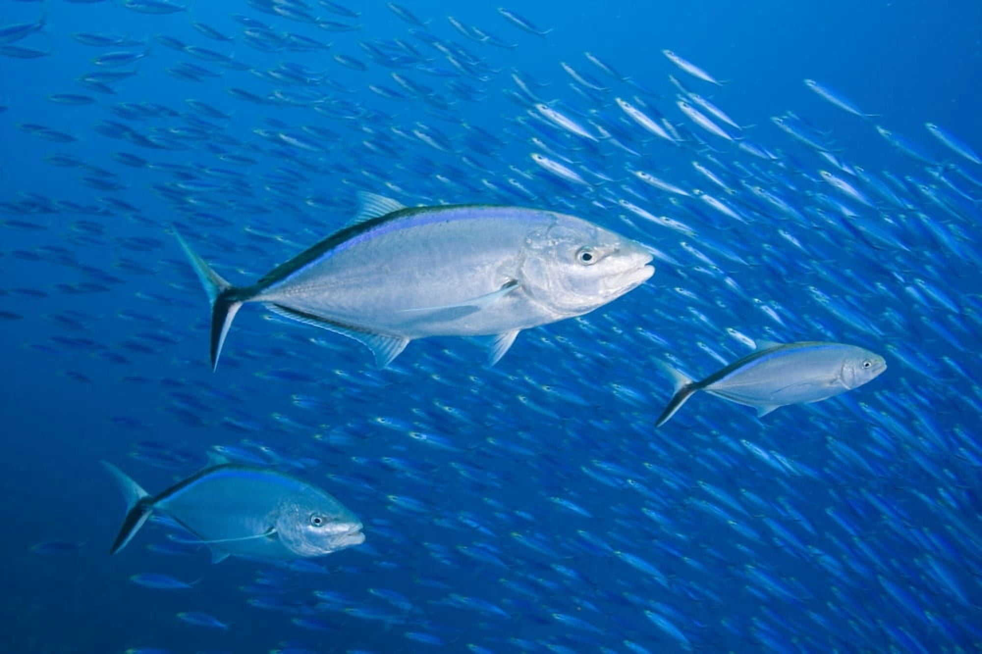 Malaysia Schooling Bigeye Jack Fish (Caranx Sexfasciatus) Canvas Art - Dave Fleetham Design Pics (17 x 11)