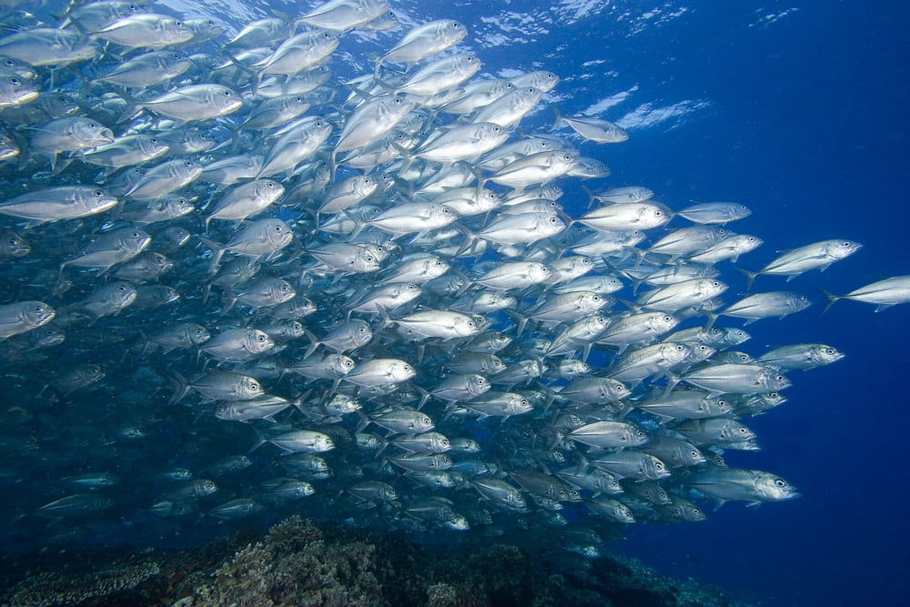 Malaysia Schooling Bigeye Jack Fish (Caranx Sexfasciatus) Canvas Art - Dave Fleetham Design Pics (34 x 22)