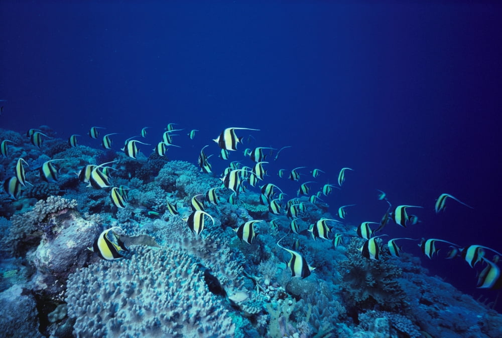 Malaysia Sipadan Island School Of Moorish Idols Over Reef Blue Ocean Canvas Art - Ed Robinson Design Pics (38 x 24)