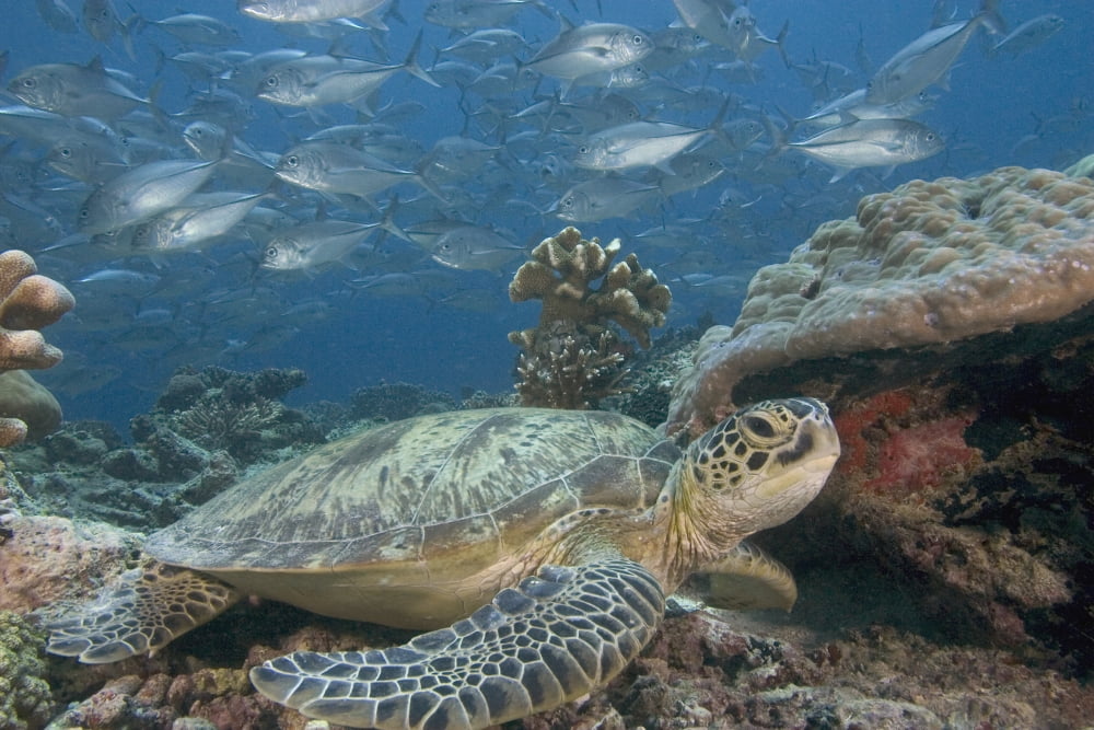 Malaysia Sipidan Bigeye Trevally (Caranx Sexfasciatus) Behind A Green Sea Turtle (Chelonia Mydas) Canvas Art - Dave Fleetham Design Pics (36 x 24)