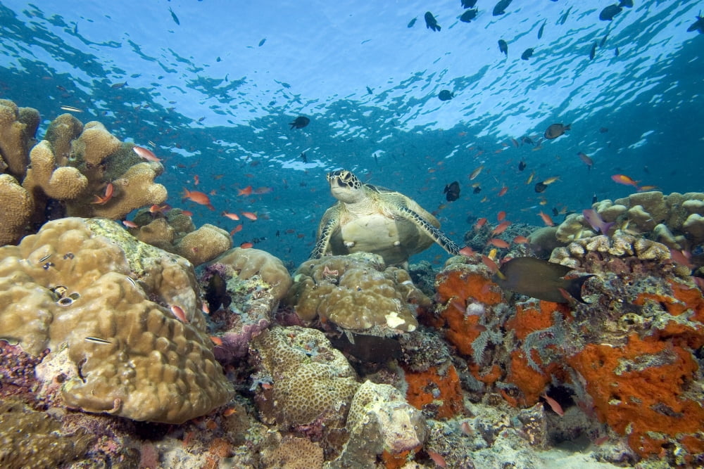 Malaysia Sipidan Green Sea Turtle (Chelonia Mydas) On Colorful Coral Reef With Schooling Fish Canvas Art - Dave Fleetham Design Pics (17 x 11)