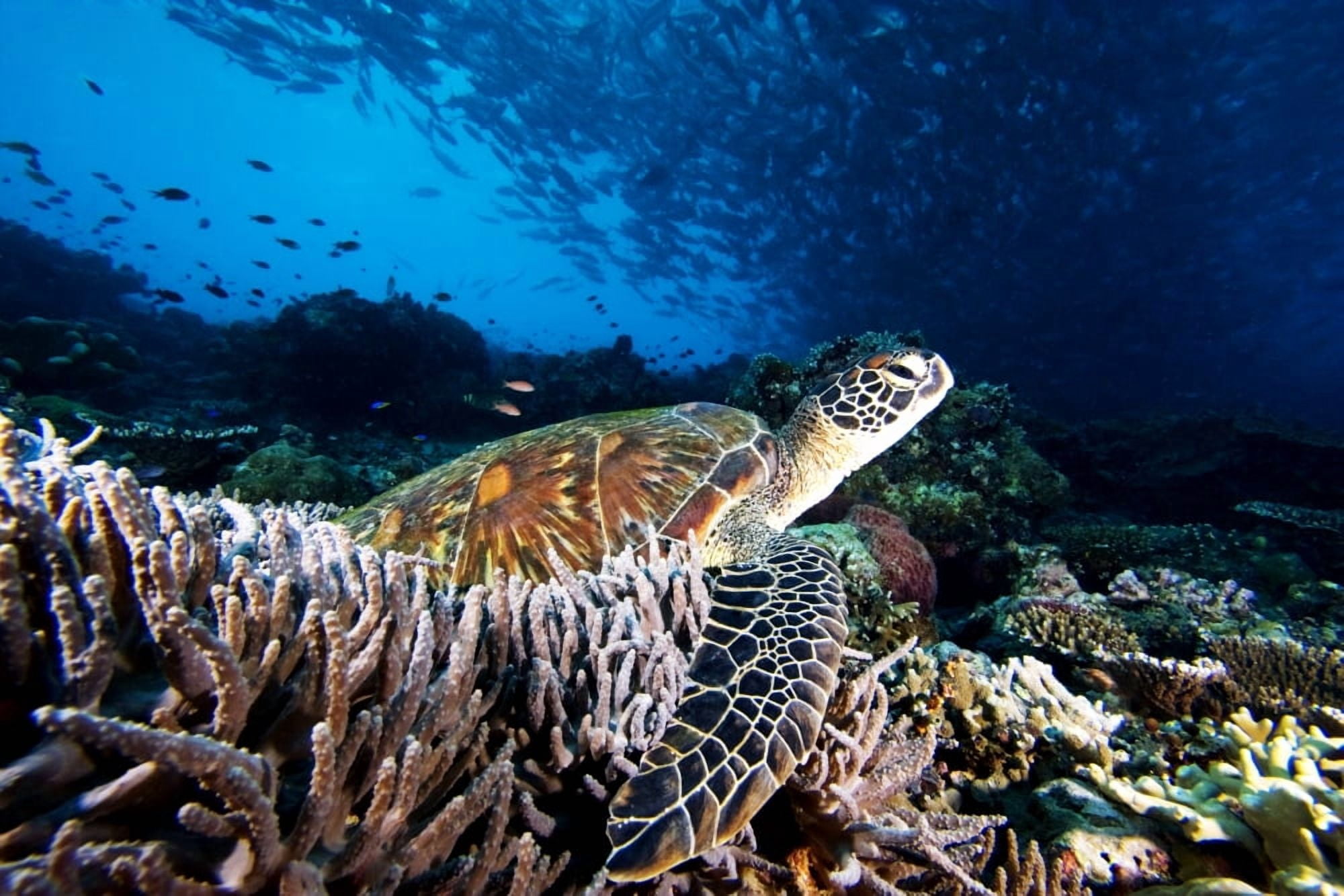 Malaysia Sipidan Green Sea Turtle (Chelonia Mydas) On Coral Reef Swarm Of Bigeye Jack Fish Overhead Canvas Art - Dave Fleetham Design Pics (17 x 11)