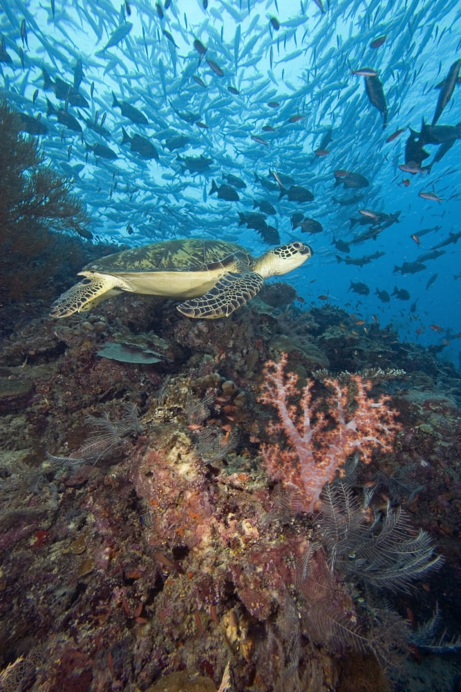 Malaysia Sipidan Green Sea Turtle (Chelonia Mydas) On Reef With Soft Coral And Schooling Fish Canvas Art - Dave Fleetham Design Pics (11 x 17)