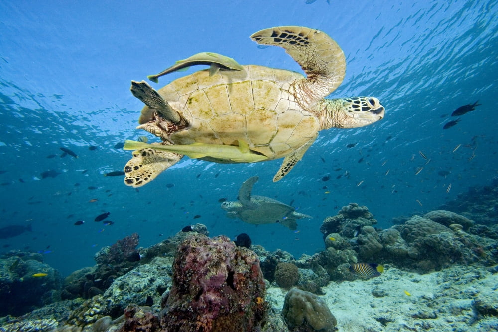 Malaysia Sipidan Green Sea Turtle (Chelonia Mydas) With Two Remora Another Turtle In Background Swimming Over Reef Canvas Art - Dave Fleetham Design Pics (34 x 22)