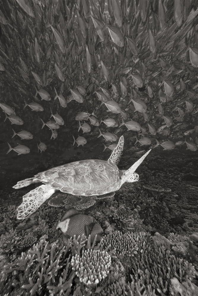 Malaysia Sipidan Green Sea Turtle (Chelonia Mydas) With Schooling Fish (Sepia Photograph) Canvas Art - Dave Fleetham Design Pics (11 x 17)