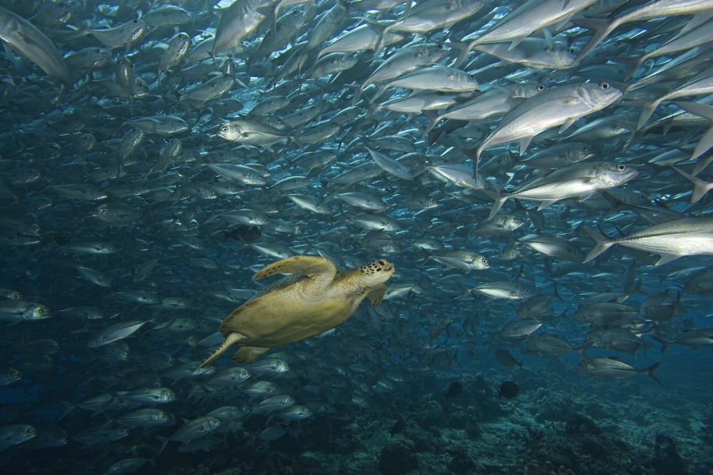 Malaysia Sipidan Island Green Sea Turtle (Chelonia Mydas) Surrounded By Schooling Bigeye Jacks (Caranx Sexfasciatus) Canvas Art - Dave Fleetham Design Pics (18 x 12)