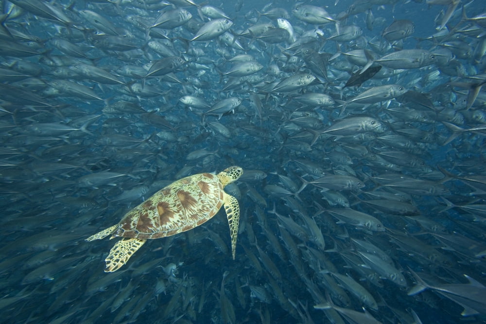 Malaysia Sipidan Island Green Sea Turtle (Chelonia Mydas) Surrounded By Schooling Bigeye Jacks (Caranx Sexfasciatus) Canvas Art - Dave Fleetham Design Pics (18 x 12)