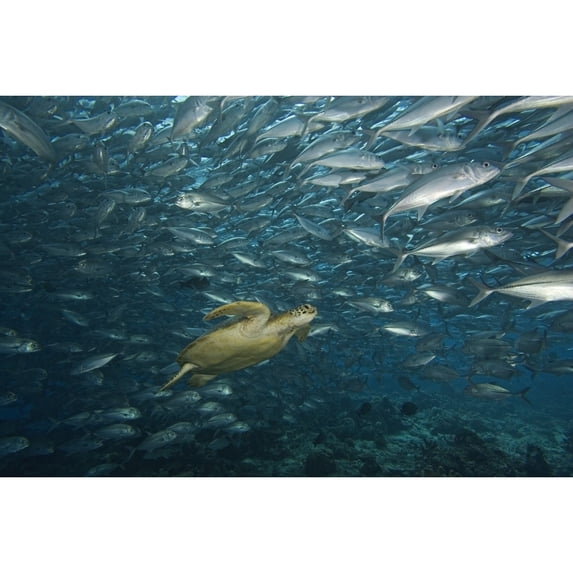 Malaysia Sipidan Island Green Sea Turtle Surrounded By Schooling Bigeye Jacks