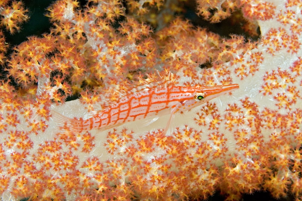 Malaysia Sipidan Island Longnose Hawkfish (Oxycirrhites Typus) On Alcyonarian Coral Canvas Art - Dave Fleetham Design Pics (18 x 12)