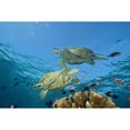 thumbnail image 1 of Malaysia  Sipidan  Two Green Sea Turtles  Swim Over Coral Reef With Fish. Poster Print, 1 of 2