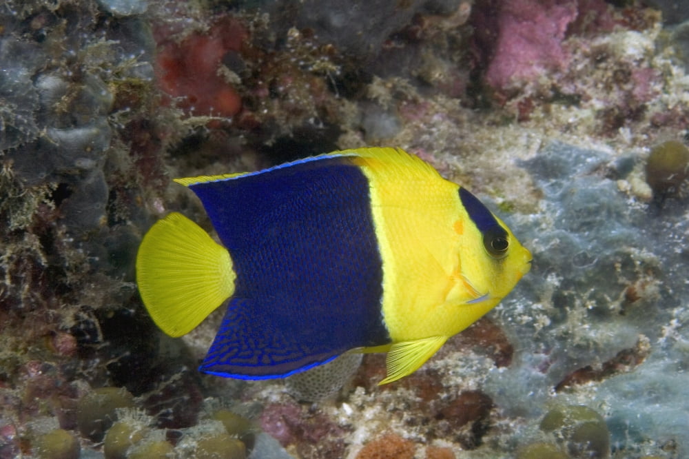 Malaysia The Bicolor Angelfish (Centropyge Bicolor) Canvas Art - Dave Fleetham Design Pics (18 x 12)