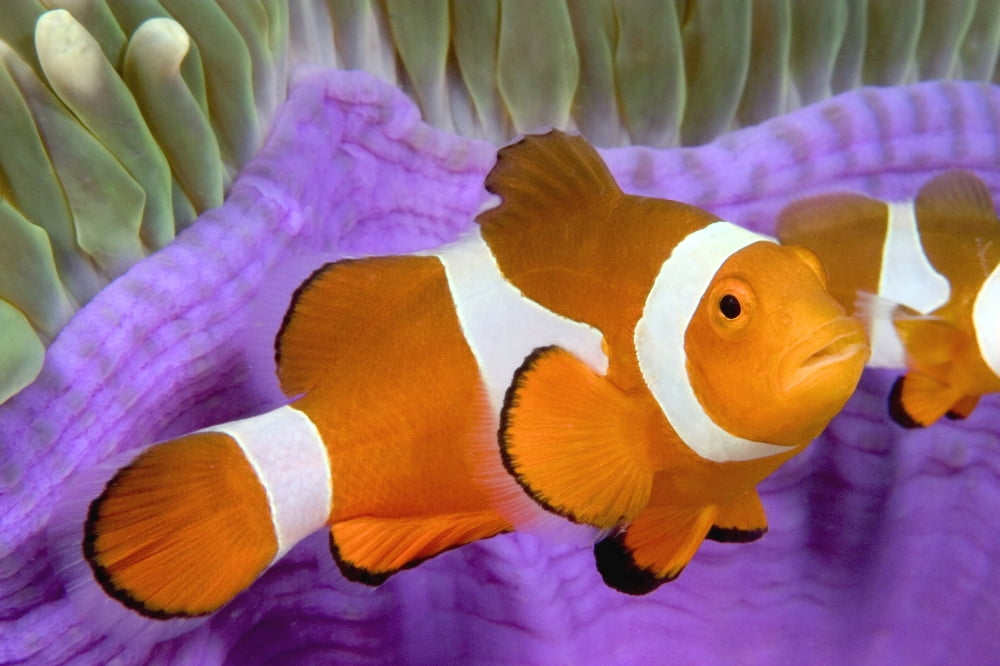 Malaysia Western Clown Anemone Fish Amphiprion Ocellaris Canvas Art - Dave Fleetham Design Pics (36 x 24)