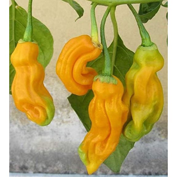 Malaysian Goronong Chile Heirloom Pepper Premium Seeds Packet