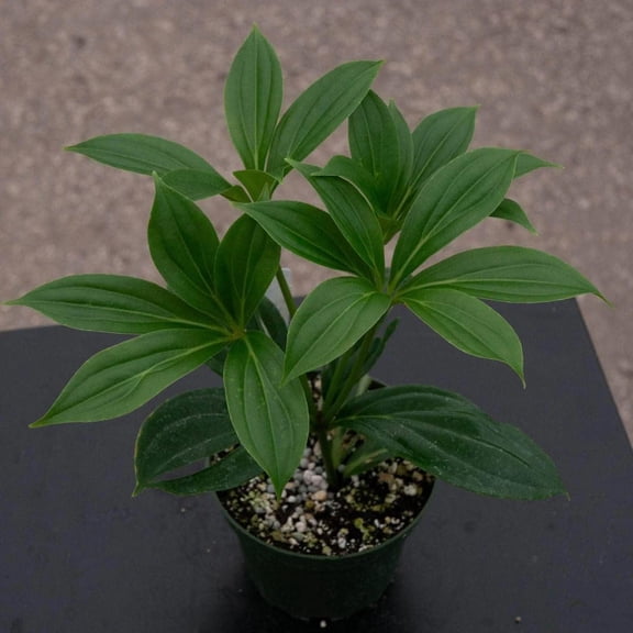 Malaysian Orchid Medinilla Plant - 3 Live Plants Starters - Medinilla Myriantha - Florist Quality Beautiful Easy Care Indoor Outdoor Tree