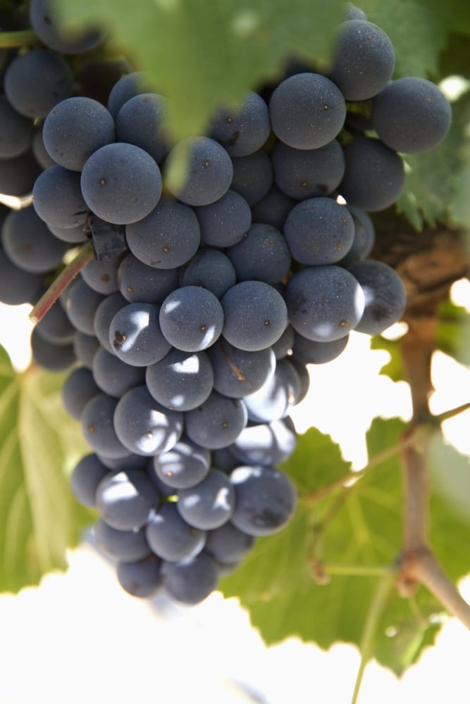 Malbec grapes on the vine in the vineyard of Bodega El Esteco winery Cafayate Salta Argentina Canvas Art - Peter Langer Design Pics (24 x 38)